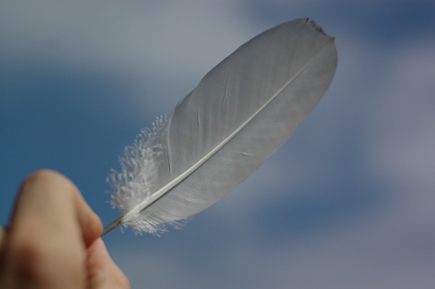 A single white feather resting on a dark wooden table lit by a soft window glow.