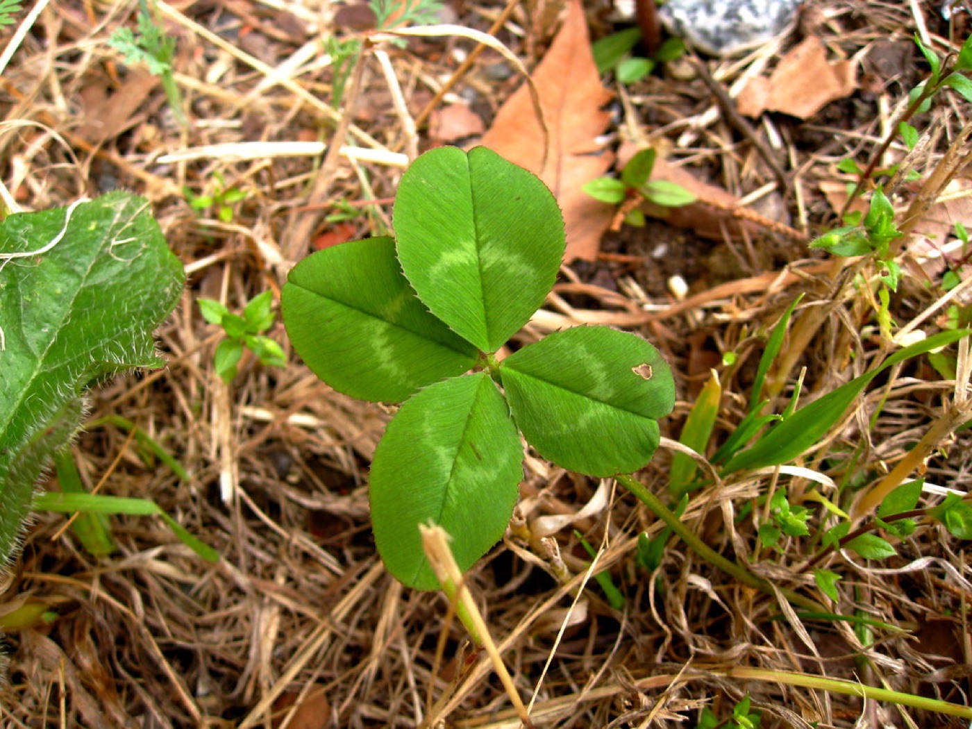 A single four-leaf clover held between two fingers against a dark background.
