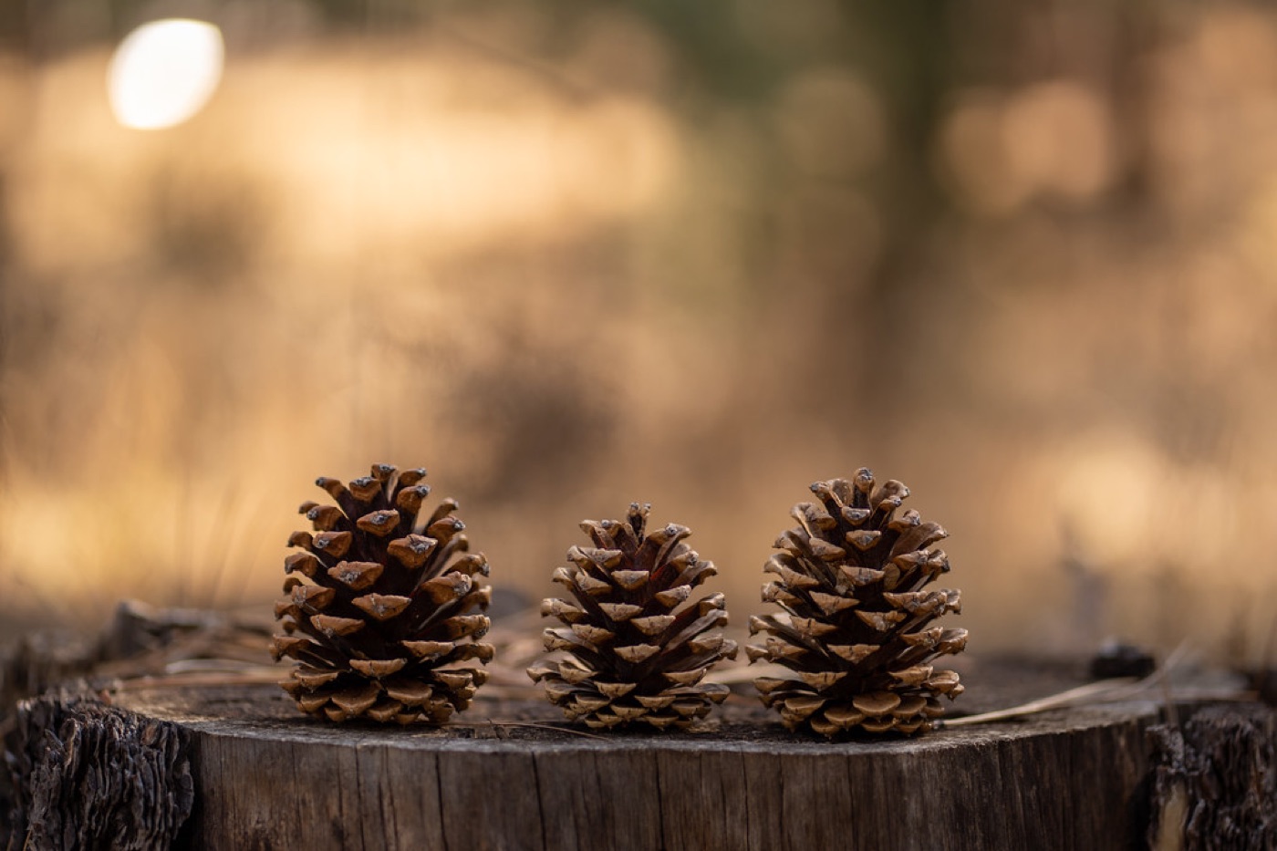 A single pinecone resting on dark stone, lit from above by a soft violet glow.