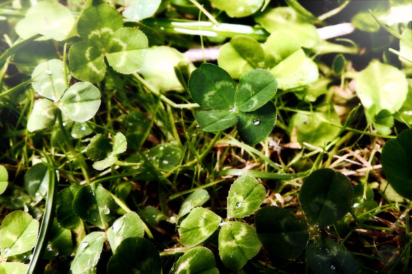 Luck & Rituals
